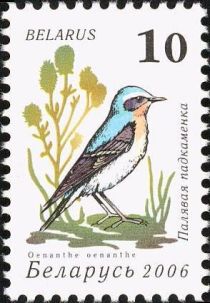 Northern Wheatear (Oenanthe oenanthe)