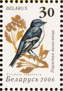 European Pied Flycatcher (Ficedula hypoleuca)