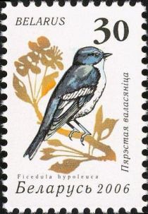 European Pied Flycatcher (Ficedula hypoleuca)