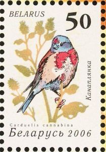 Common Linnet (Carduelis cannabina)