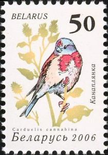 Common Linnet (Carduelis cannabina)