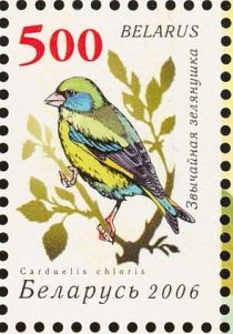 European Greenfinch (Carduelis chloris)