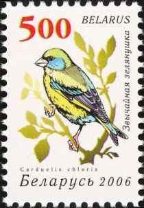 European Greenfinch (Carduelis chloris)