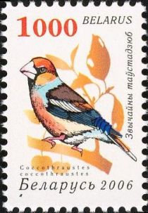 Hawfinch (Coccothraustes coccothraustes)