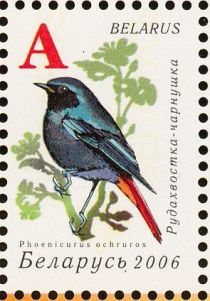 Black Redstart (Phoenicurus ochruros)