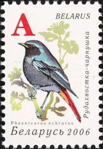 Black Redstart (Phoenicurus ochruros)