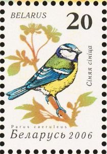 Blue Tit (Parus caeruleus)