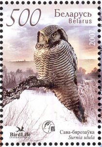 Northern Hawk-Owl (Surnia ulula)