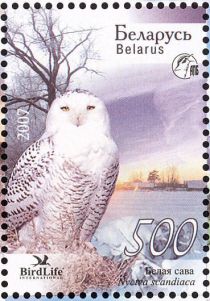 Snowy Owl (Nyctea scandiaca)