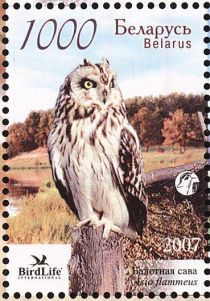 Short-eared Owl (Asio flammeus)