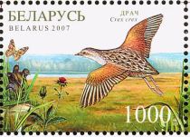 Corncrake (Crex crex)