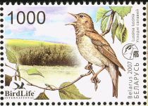 Thrush Nightingale (Luscinia luscinia)