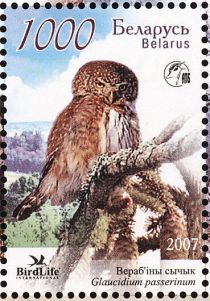 Eurasian Pygmy-Owl (Glaucidium passerinum)