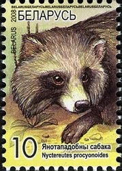 Raccoon Dog (Nyctereutes procyonoides)