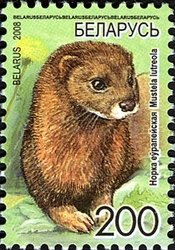 European Mink (Mustela lutreola)