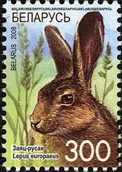 European Hare (Lepus europaeus)