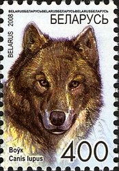 Wolf (Canis lupus)