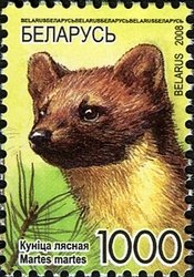 European Pine Marten (Martes martes)