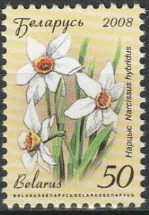 Narcissus (Narcissus hybridus)