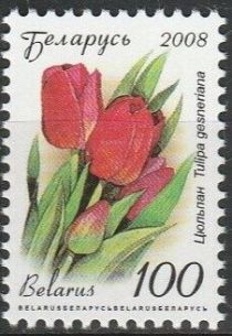 Tulip (Tulipa gesneriana)