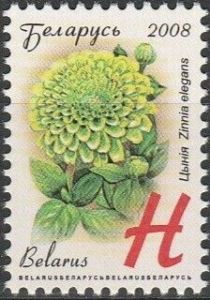 Zinnia (Zinnia elegans)