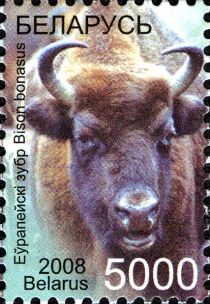 European Bison (Bison bonasus)