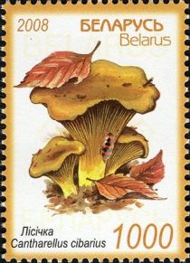 Chanterelle (Cantharellus cibarius)