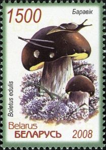 Boletus (Boletus edulis)