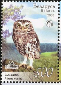 Little Owl (Athene noctua)