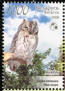 Eurasian Scops Owl (Otus scops)