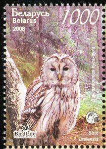 Ural Owl (Strix uralensis)