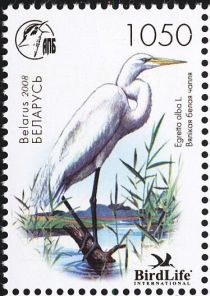 Great Egret (Egretta alba)