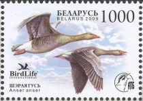 Greylag Goose (Anser anser)