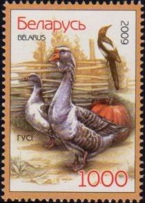 Domestic Goose (Anser anser domestica)