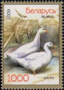 Domestic Duck (Anas platyrhynchos domestica)