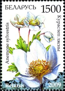 Snowdrop Anemone (Anemone sylvestris)