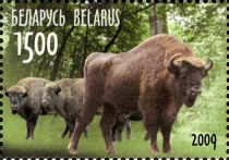 European Bison (Bos bonasus)