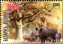 Wild Boar (Sus scrofa)