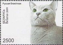 Russian Blue (Felis silvestris catus), Mother Cat