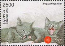 Russian Blue (Felis silvestris catus), Two Kittens