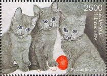 Russian Blue (Felis silvestris catus), Three Kittens