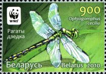 Green Snake-tail Dragonfly (Ophiogomphus cecilia)