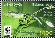 Green Snake-tail Dragonfly (Ophiogomphus cecilia)