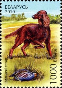 Irish Setter (Canis lupus familiaris)