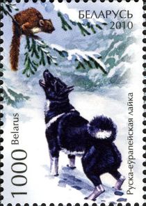 Siberian Laika (Canis lupus familiaris)