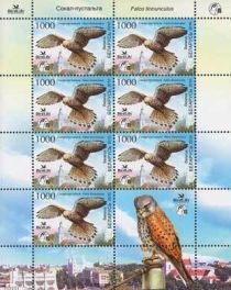 Common Kestrel (Falco tinnunculus)