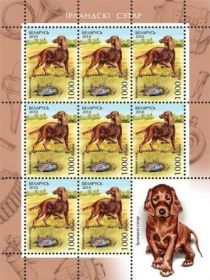 Irish Setter (Canis lupus familiaris)