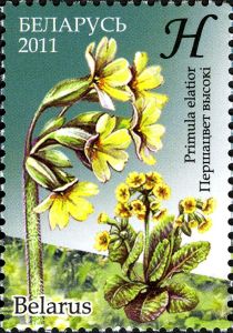 Oxlip (Primula elatior)