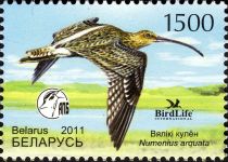 Eurasian Curlew (Numenius arquata)