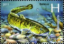 Burbot (Lota lota)